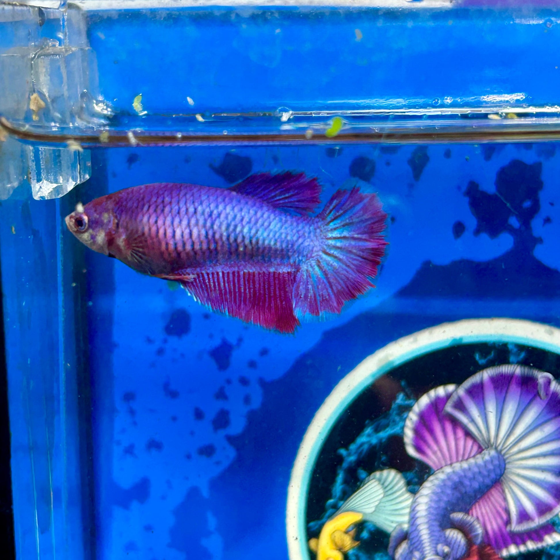 Purple Pink Halfmoon - Female Betta 050