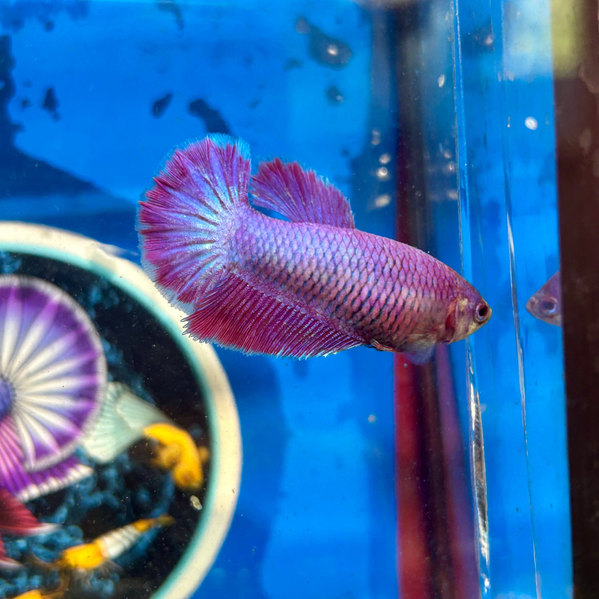 Purple Pink Halfmoon - Female Betta 050