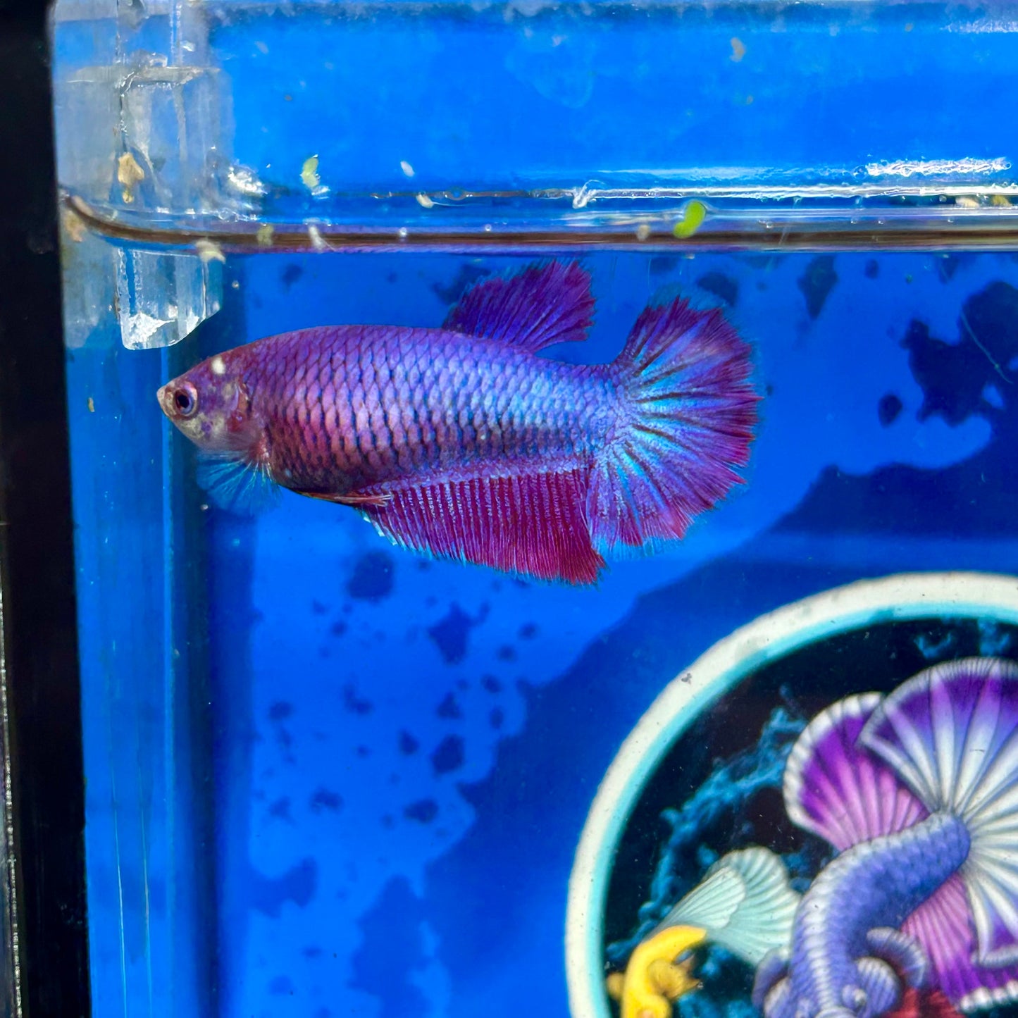 Purple Pink Halfmoon - Female Betta 050