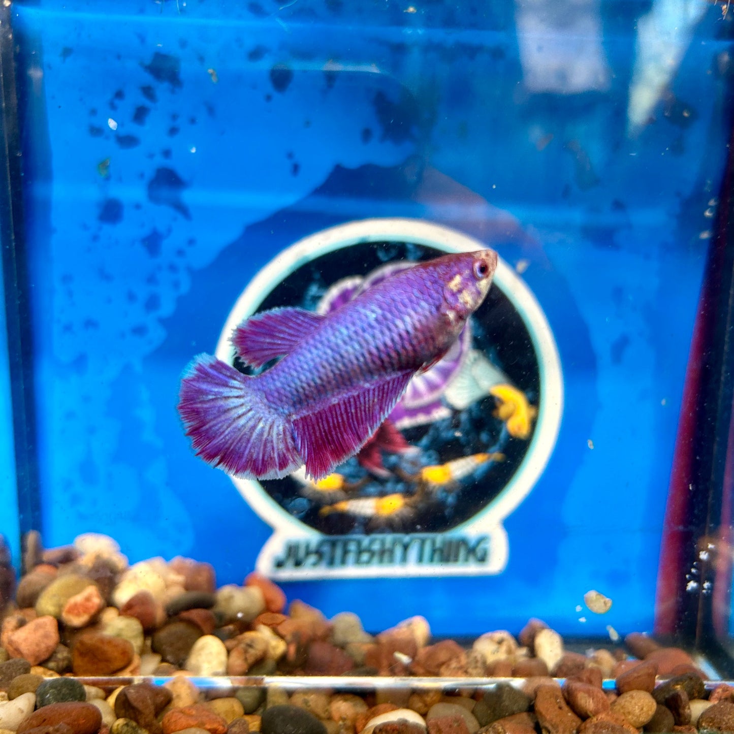 Purple Pink Halfmoon - Female Betta 050