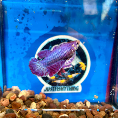 Purple Pink Halfmoon - Female Betta 050