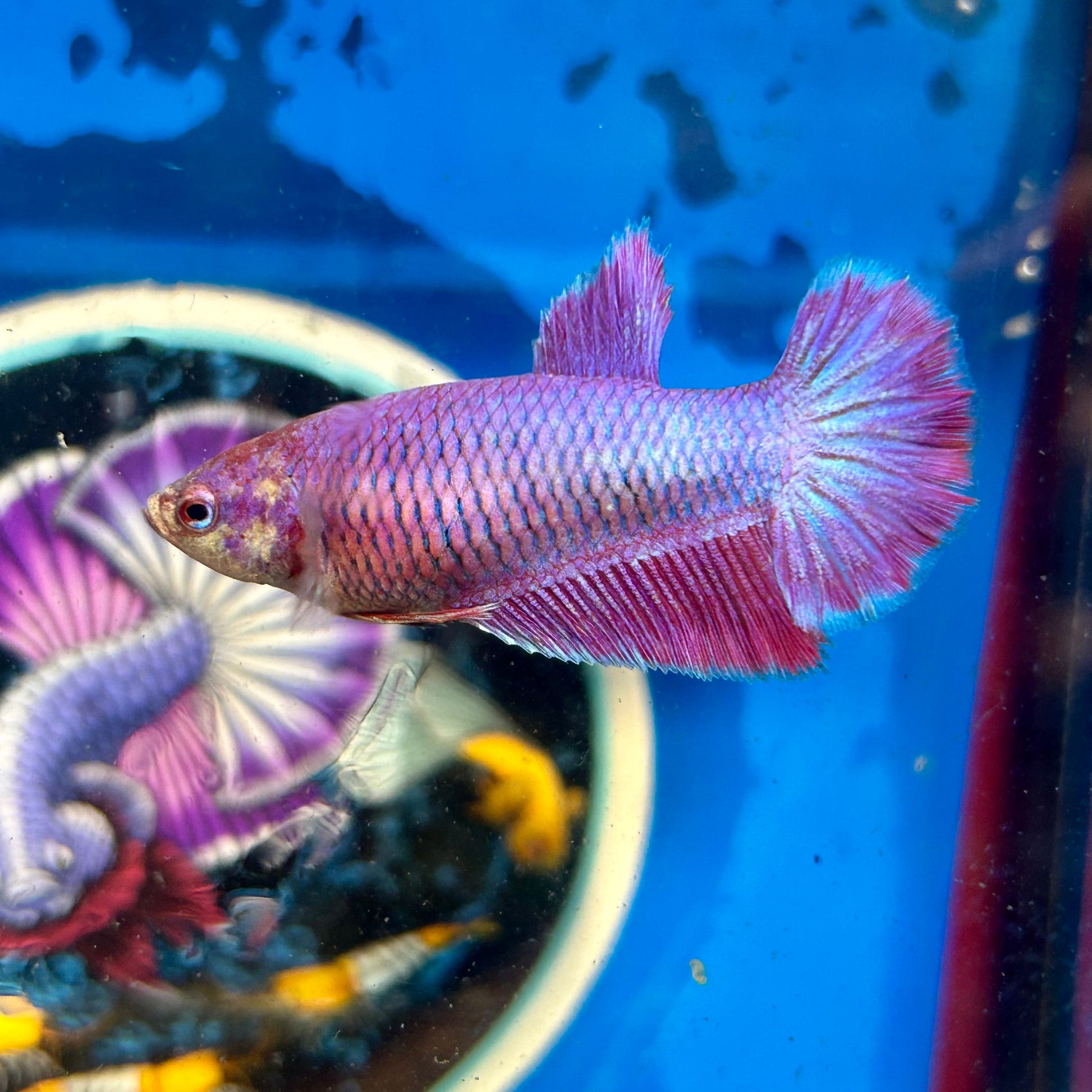 Purple Pink Halfmoon - Female Betta 050