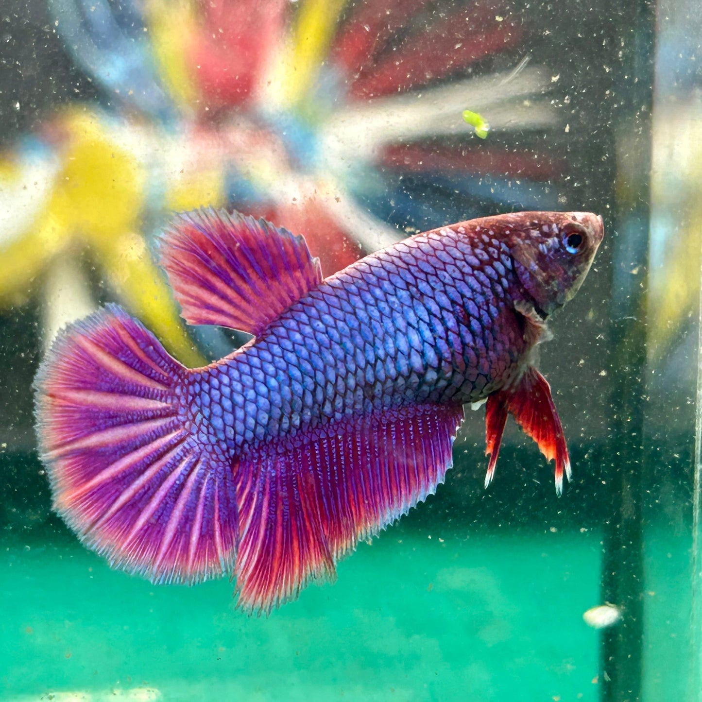 Purple Pink Halfmoon - Female Betta 126