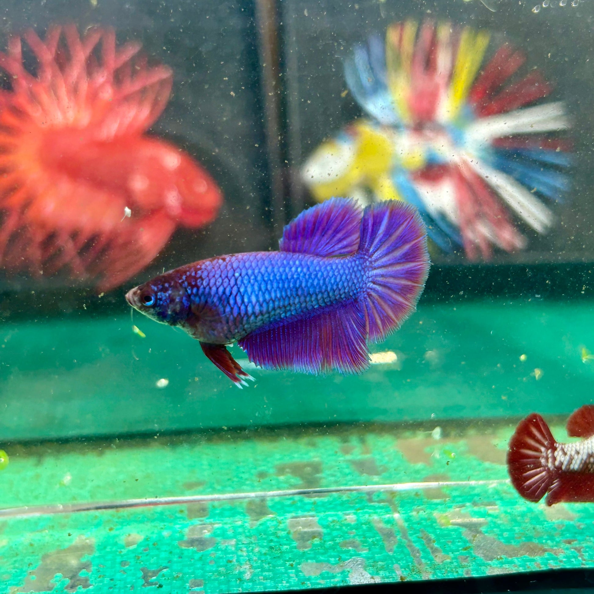 Purple Pink Halfmoon - Female Betta 126