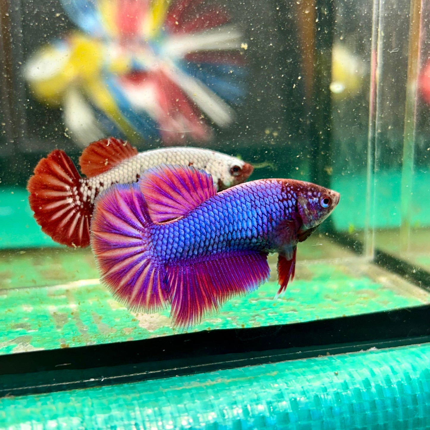 Purple Pink Halfmoon - Female Betta 126