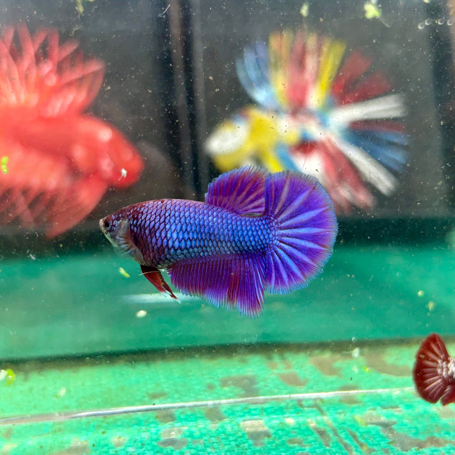 Purple Pink Halfmoon - Female Betta 126