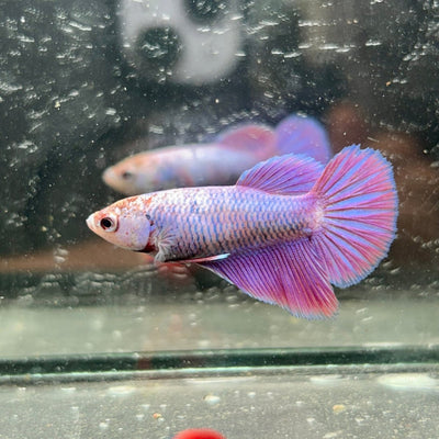 Purple Pink Halfmoon - Female Betta 191