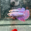 Purple Pink Halfmoon - Female Betta 191