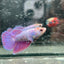Purple Pink Halfmoon - Female Betta 191