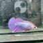 Purple Pink Halfmoon - Female Betta 191