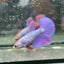 Purple Pink Halfmoon - Female Betta 191