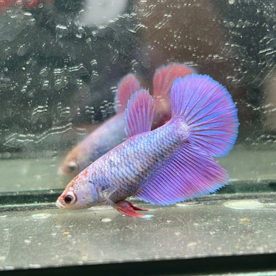 Purple Pink Halfmoon - Female Betta 191