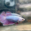 Purple Pink Halfmoon - Female Betta 198