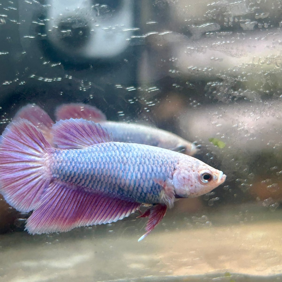 Purple Pink Halfmoon - Female Betta 198