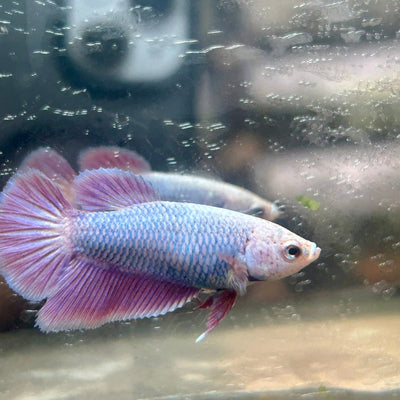 Purple Pink Halfmoon - Female Betta 198