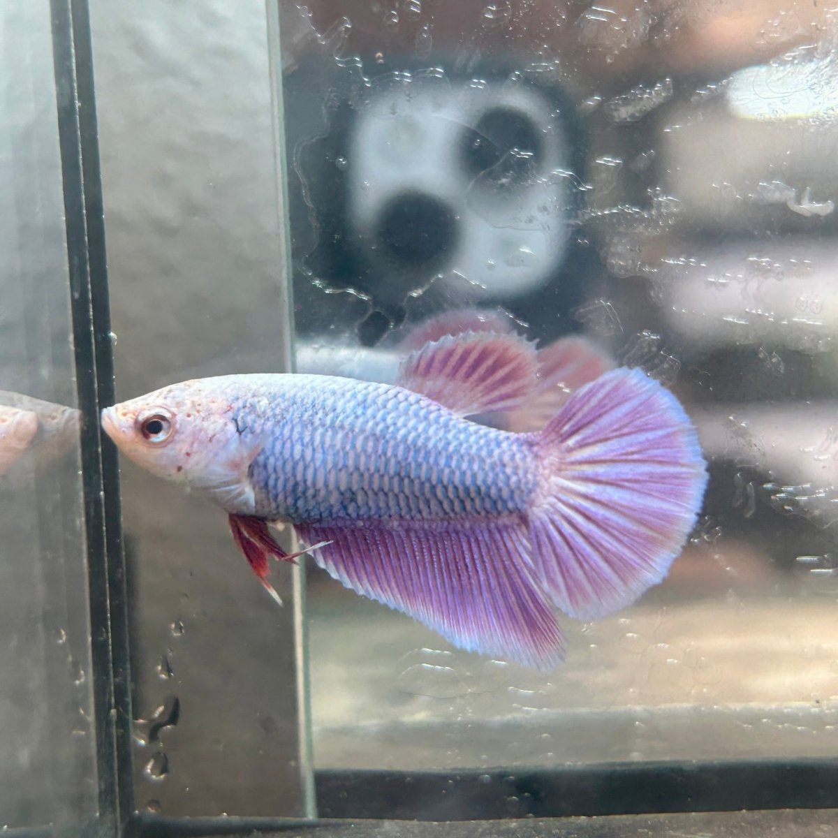 Purple Pink Halfmoon - Female Betta 198