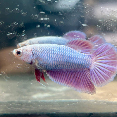 Purple Pink Halfmoon - Female Betta 198