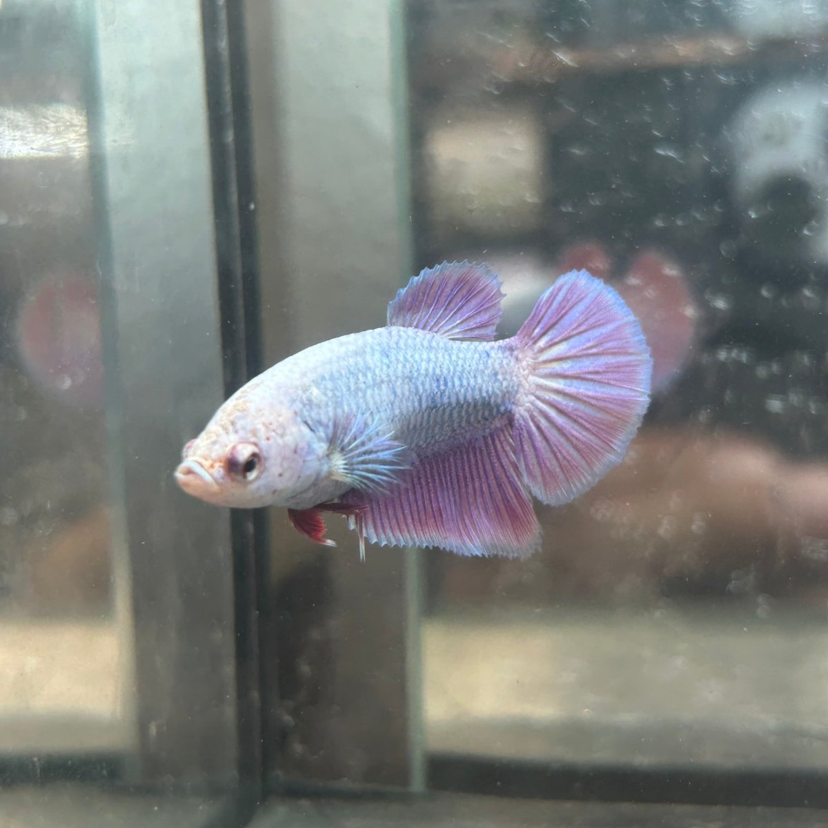 Purple Pink Halfmoon - Female Betta 198