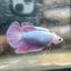 Purple Pink Halfmoon - Female Betta 198