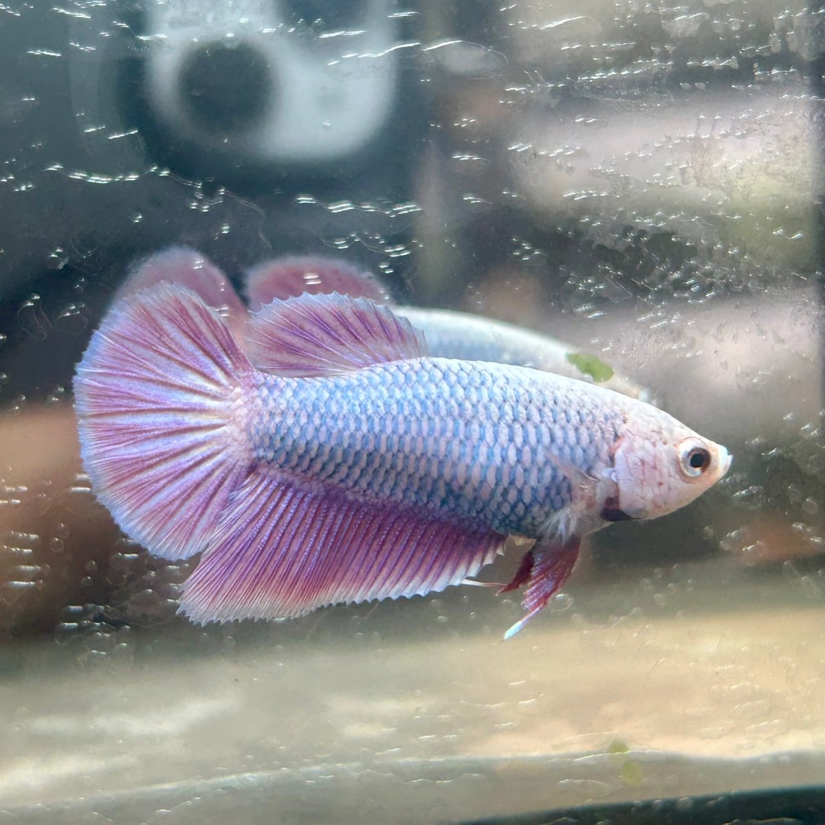 Purple Pink Halfmoon - Female Betta 198