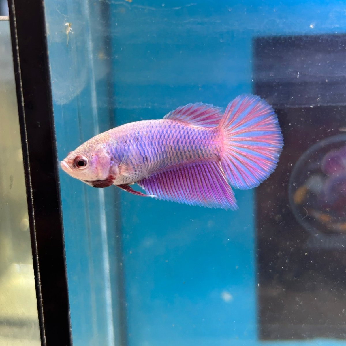 Purple Pink Halfmoon - Female Betta M03