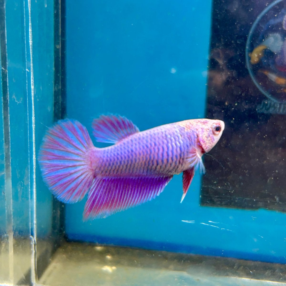 Purple Pink Halfmoon - Female Betta M03