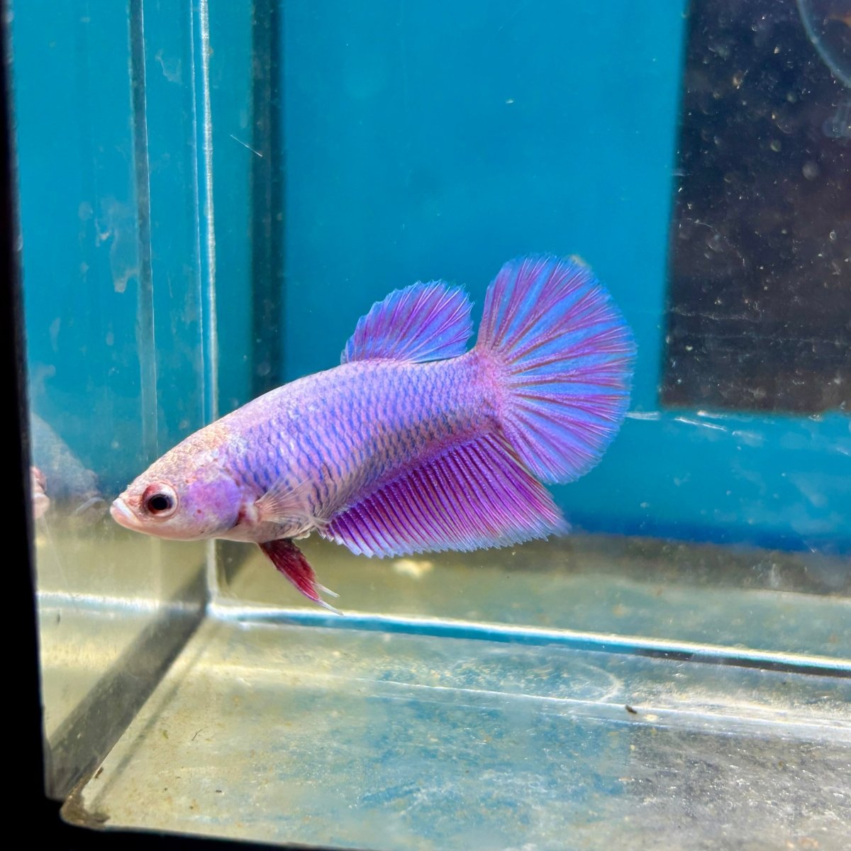 Betta Halfmoon Purple Pink