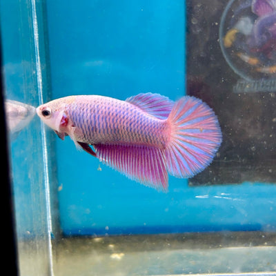 Purple Pink Halfmoon - Female Betta M03