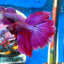 Purple Pink Halfmoon - Male Betta 023