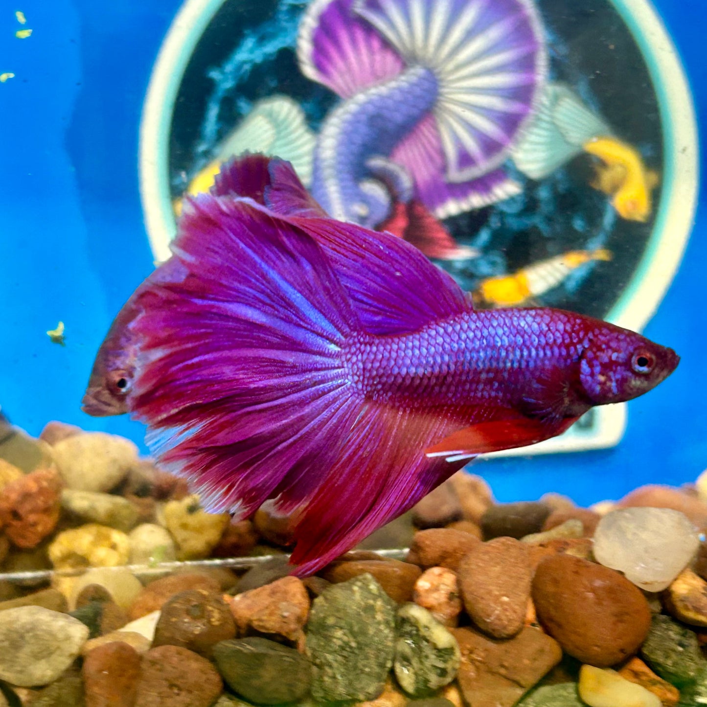 Purple Pink Halfmoon - Male Betta 023