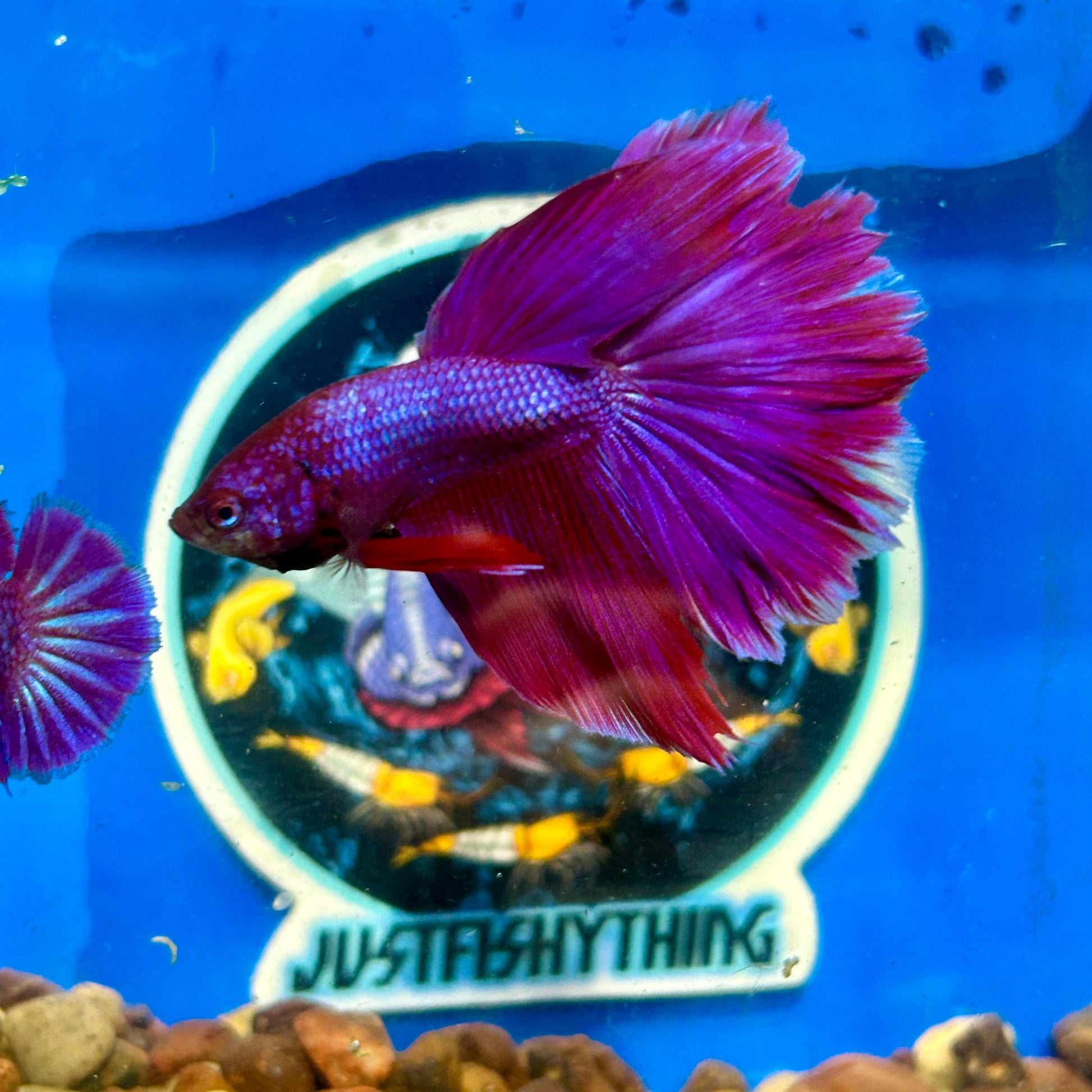 Purple Pink Halfmoon - Male Betta 023