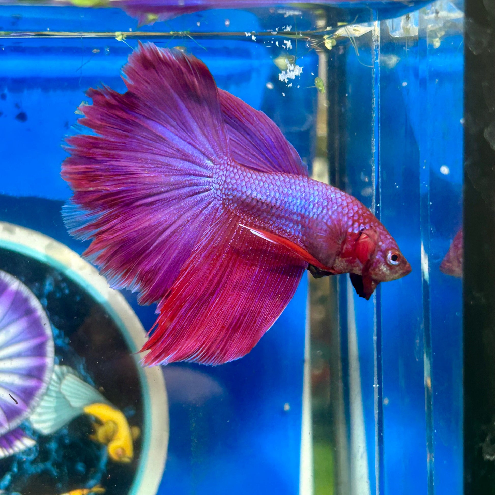 Purple Pink Halfmoon - Male Betta 023