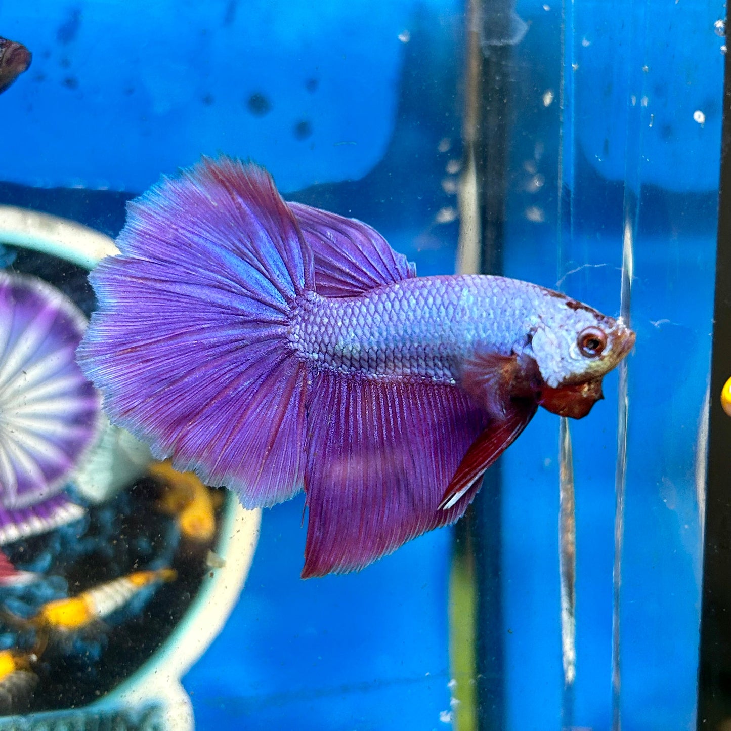 Purple Pink Halfmoon - Male Betta 031