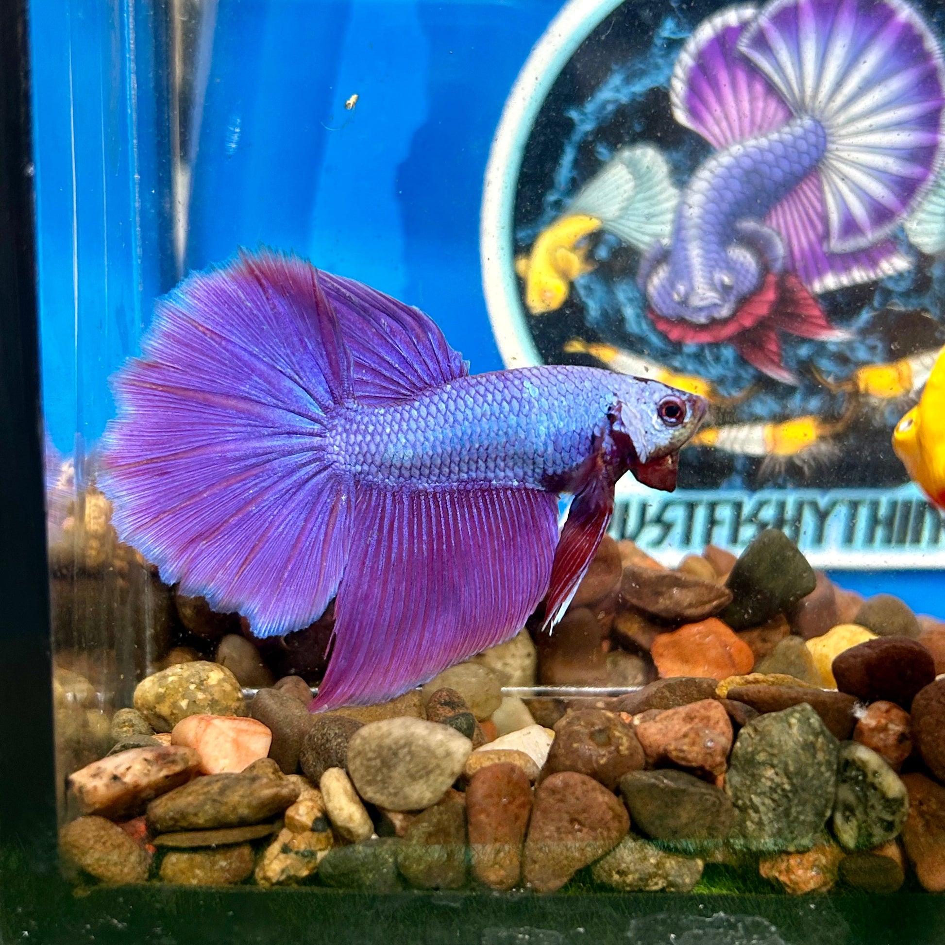 Purple Pink Halfmoon - Male Betta 031