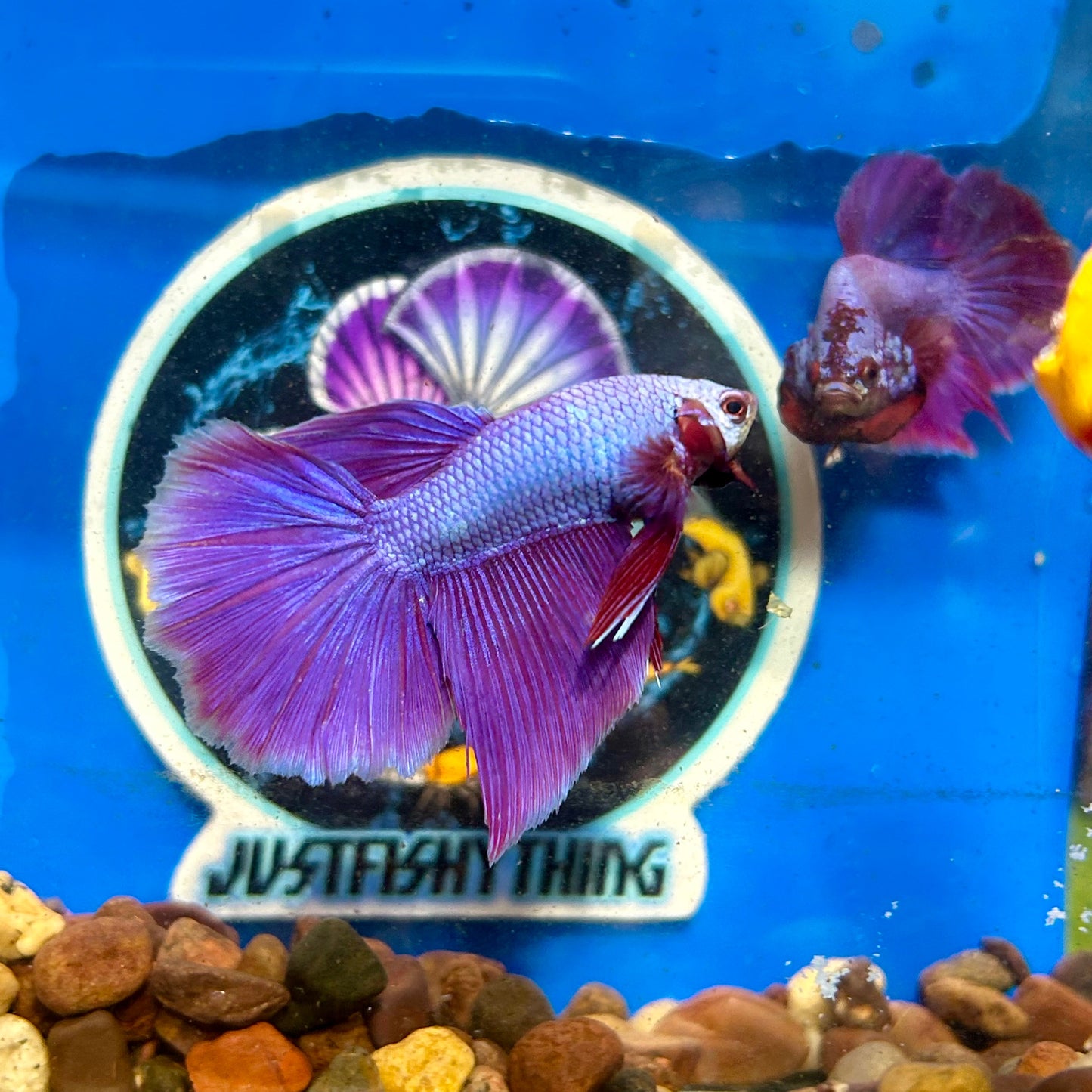 Purple Pink Halfmoon - Male Betta 031