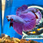 Purple Pink Halfmoon - Male Betta 031