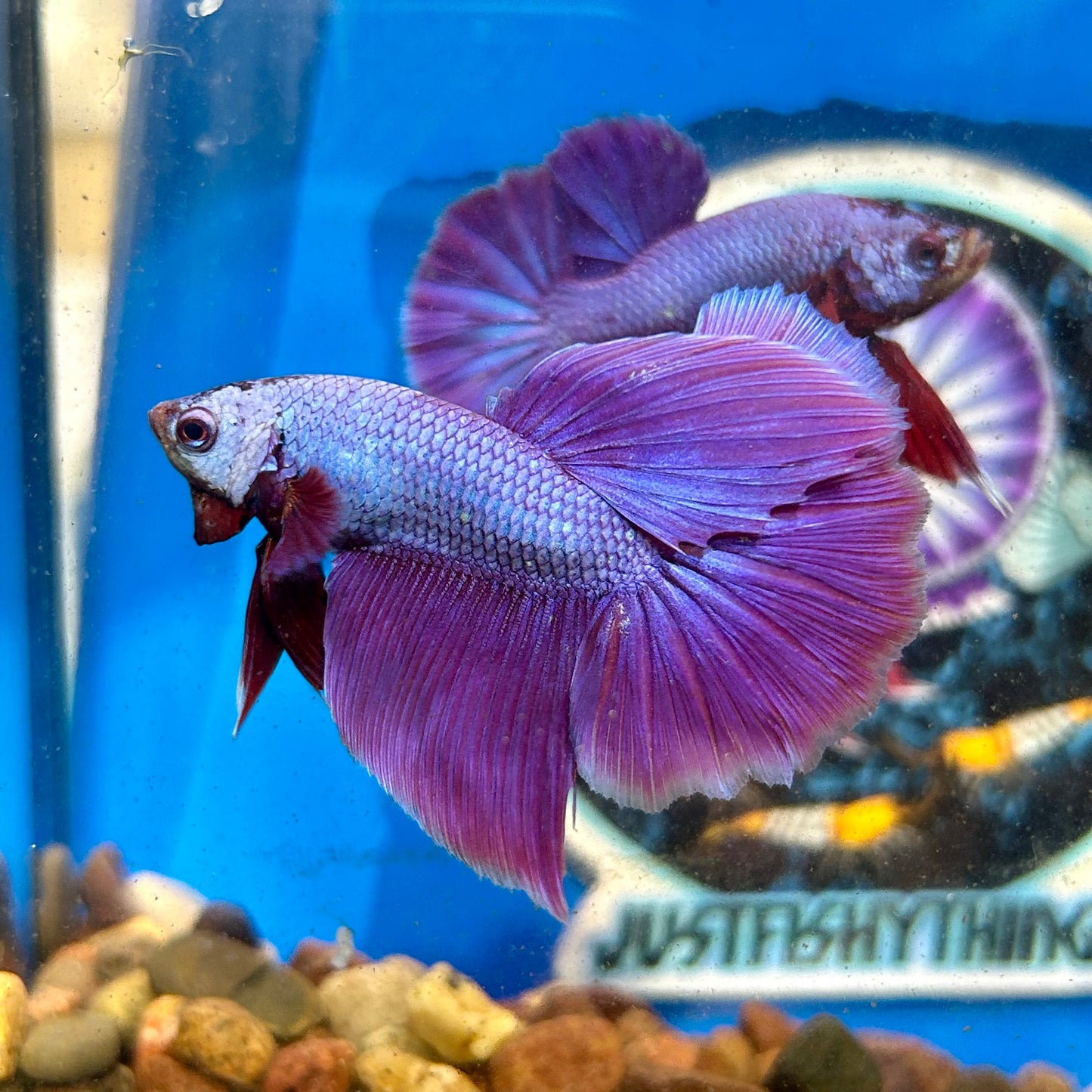 Purple Pink Halfmoon - Male Betta 031