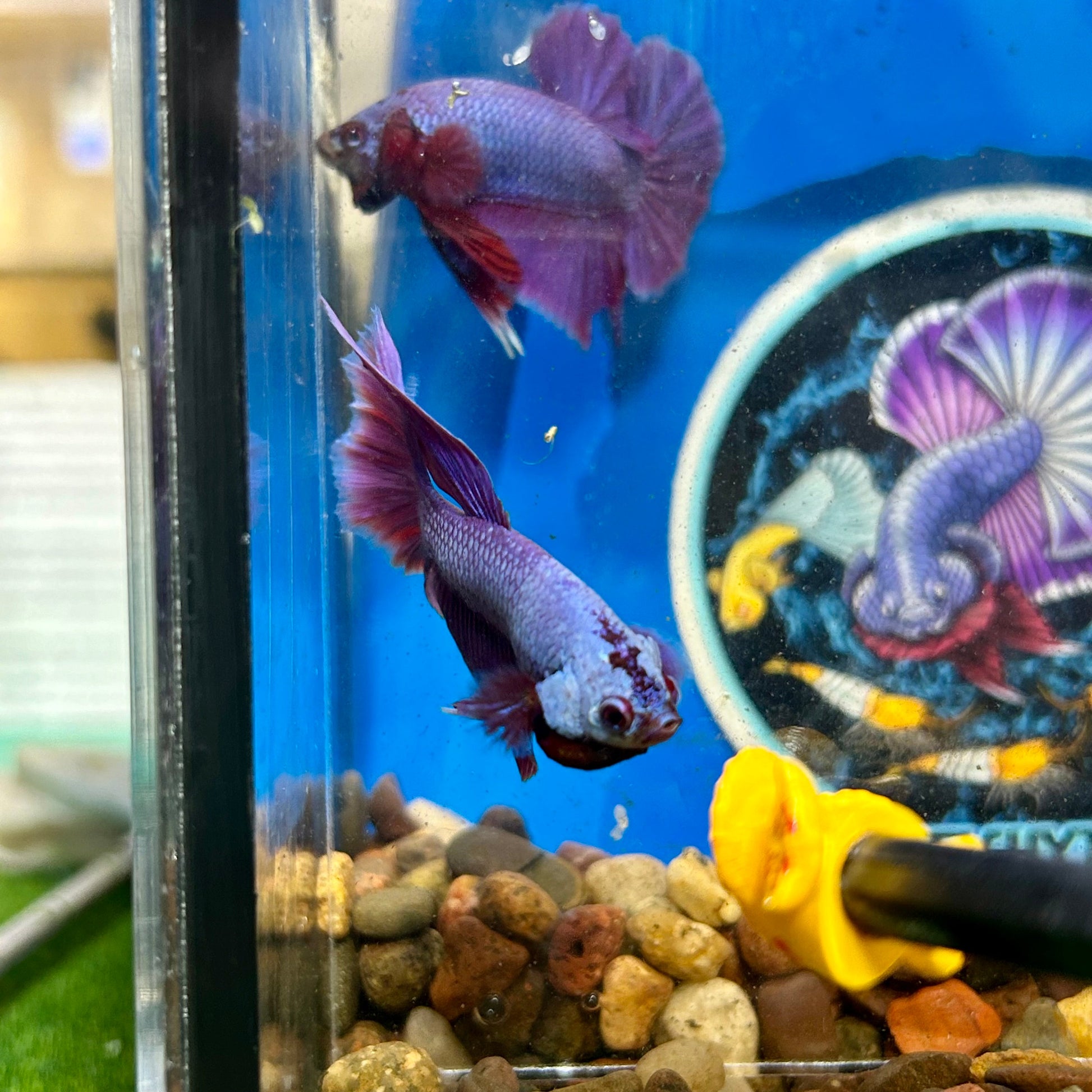 Purple Pink Halfmoon - Male Betta 031