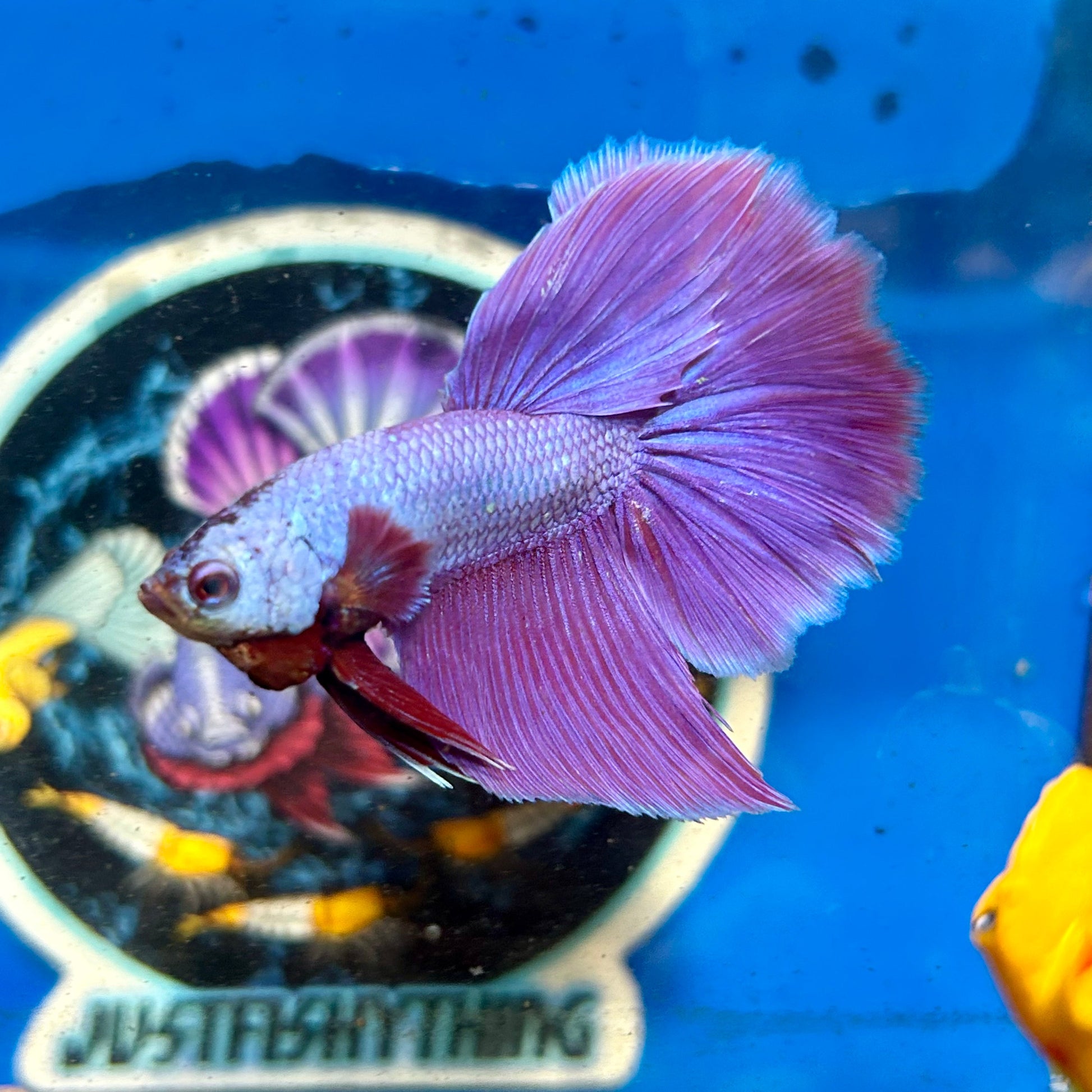 Purple Pink Halfmoon - Male Betta 031