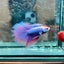 Purple Pink Halfmoon - Male Betta 044