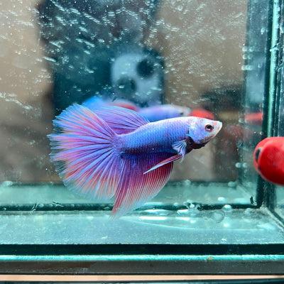 Purple Pink Halfmoon - Male Betta 044