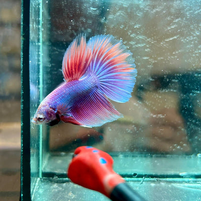 Purple Pink Halfmoon - Male Betta 044