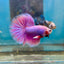 Purple Pink Halfmoon - Male Betta 047