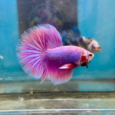 Purple Pink Halfmoon - Male Betta 047