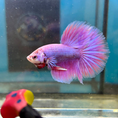 Purple Pink Halfmoon - Male Betta 047