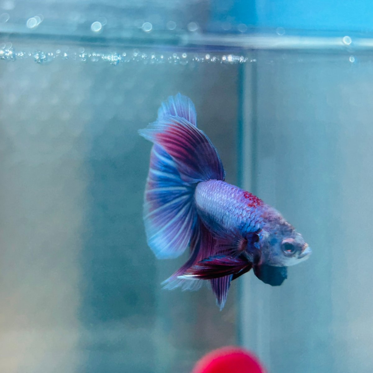 Purple Pink Halfmoon - Male Betta 056