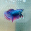 Purple Pink Halfmoon - Male Betta 056