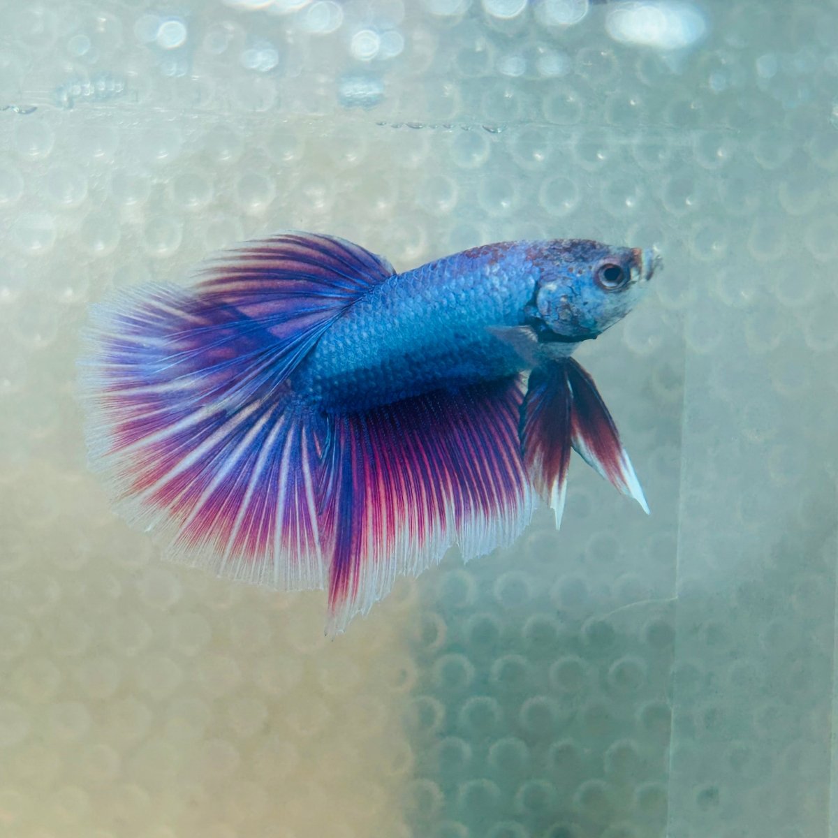 Purple Pink Halfmoon - Male Betta 056