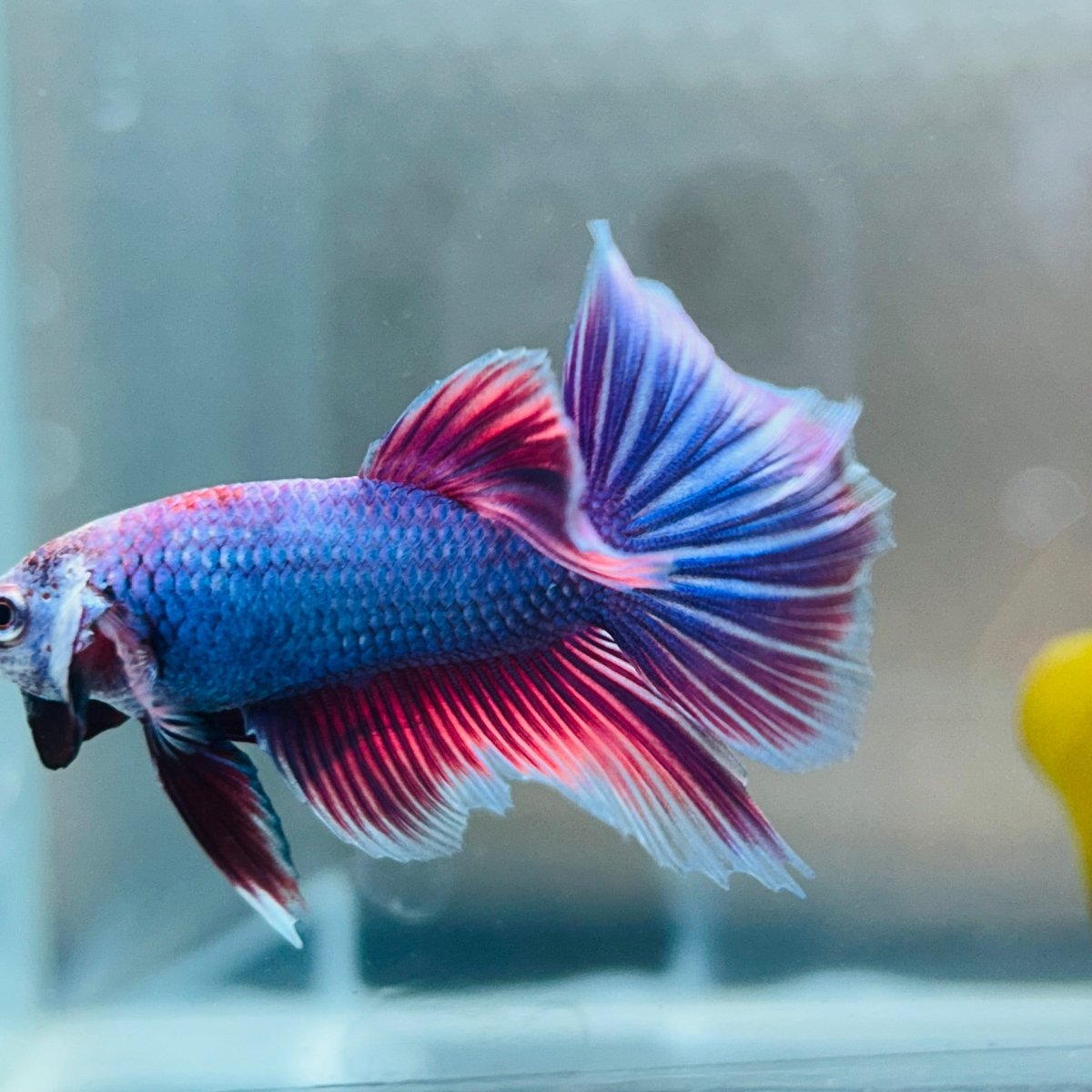 Purple Pink Halfmoon - Male Betta 056