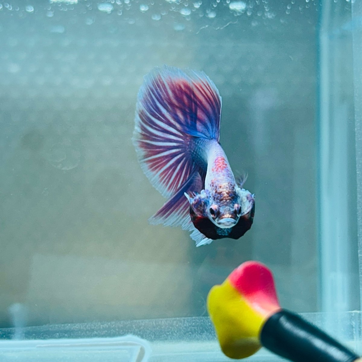 Purple Pink Halfmoon - Male Betta 056